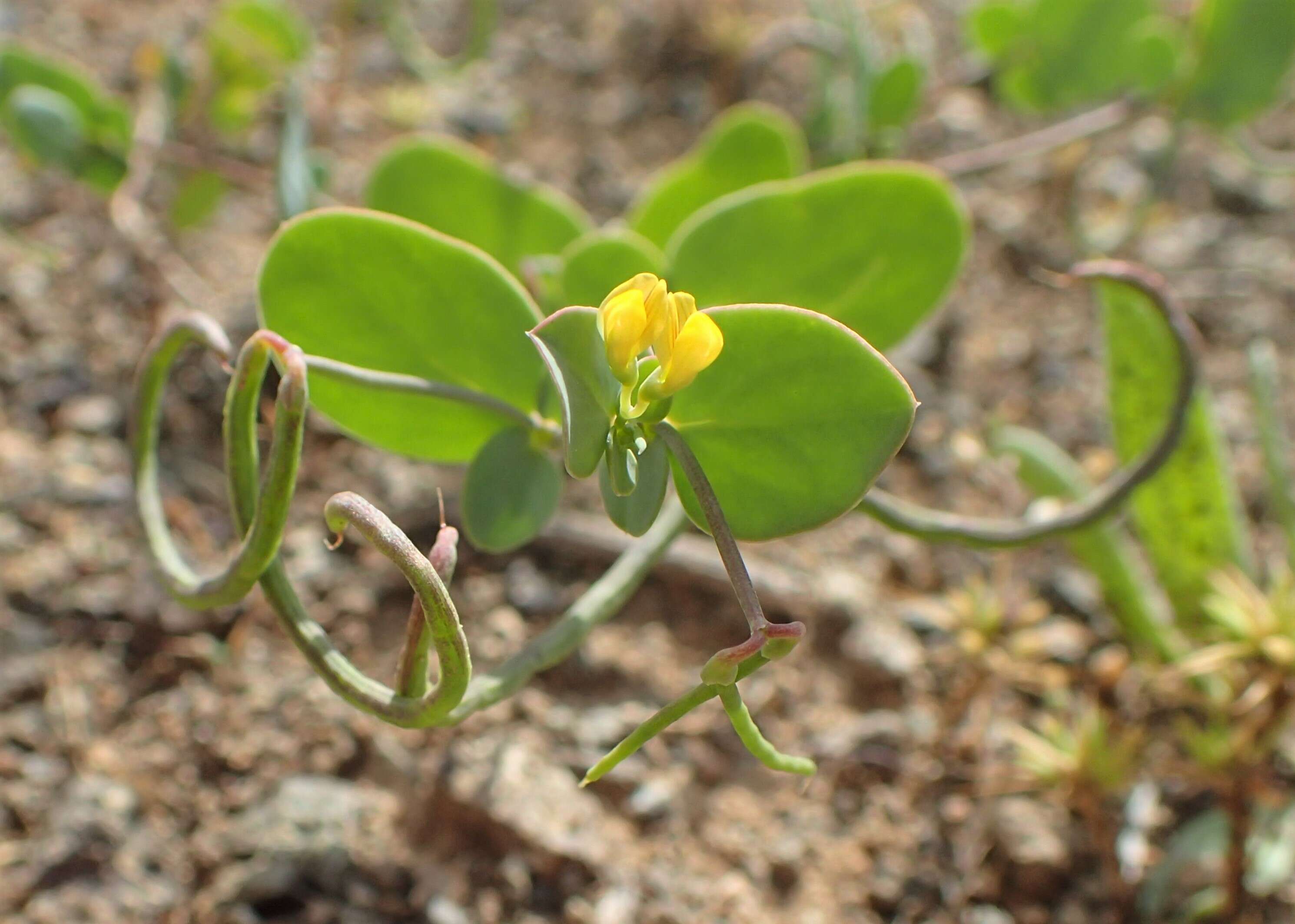 Image of yellow crownvetch