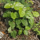 Image of <i>Croton niveus</i>