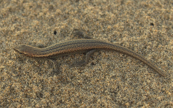 Image of Speckled Skink