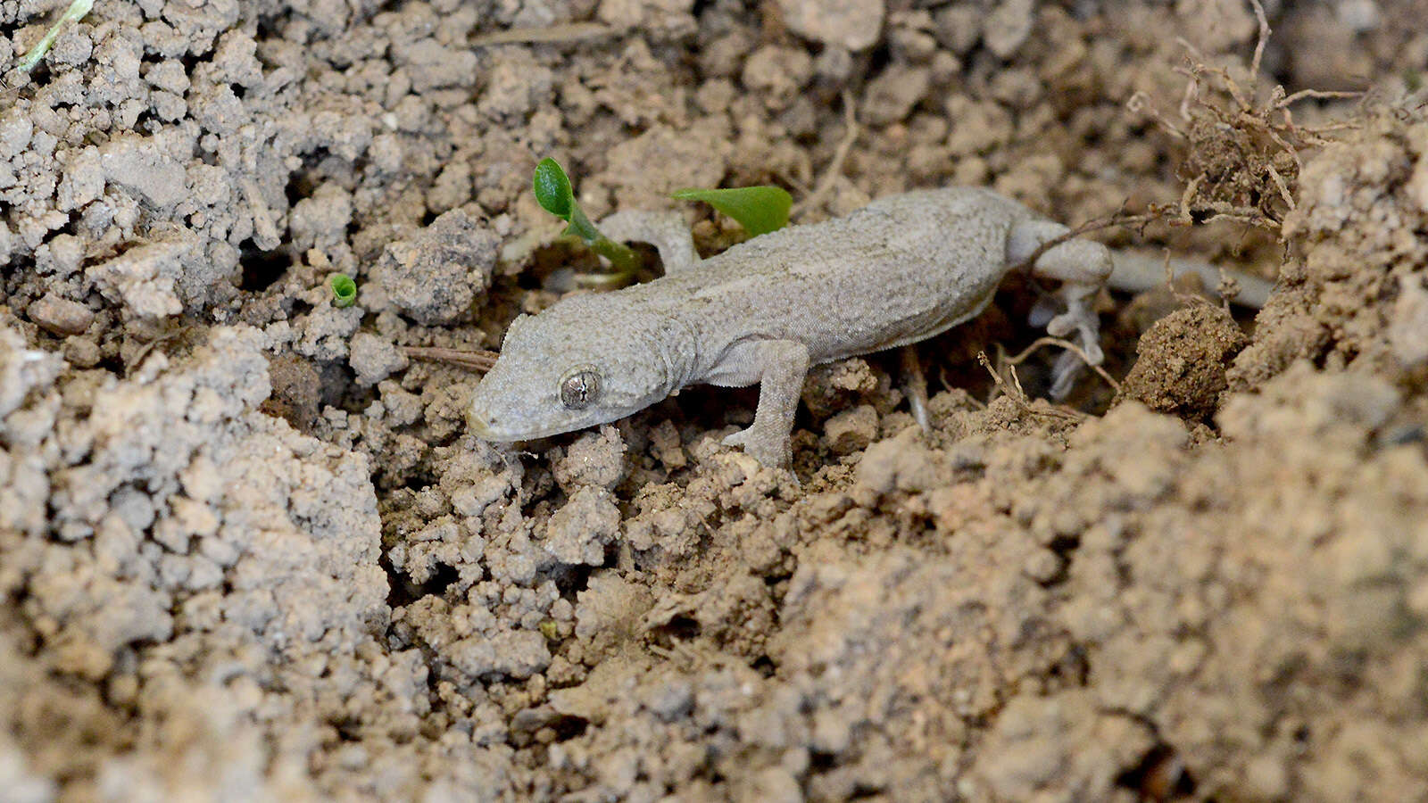 Image of Schlegel's Japanese Gecko