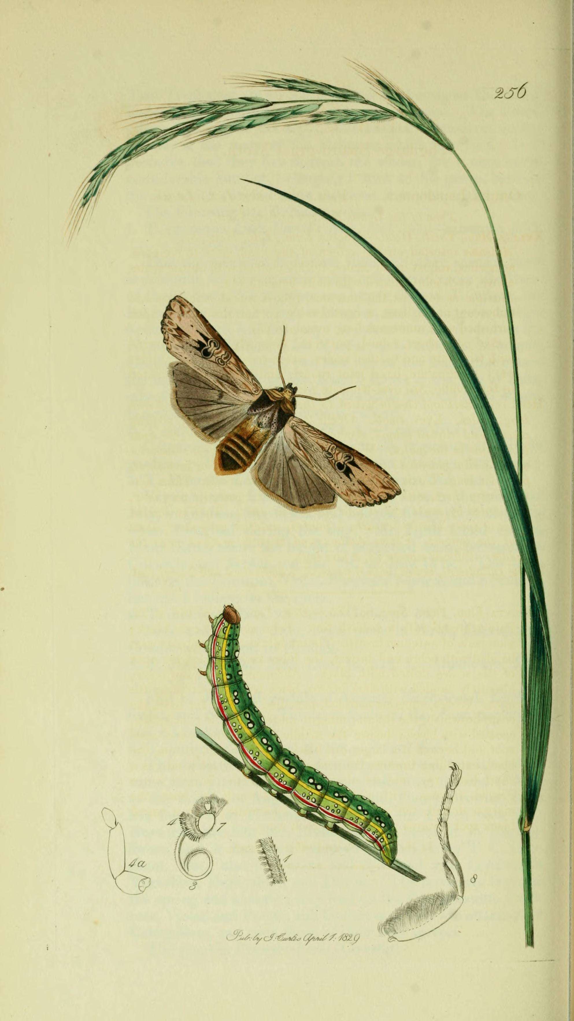 Image of Sword-grass moth