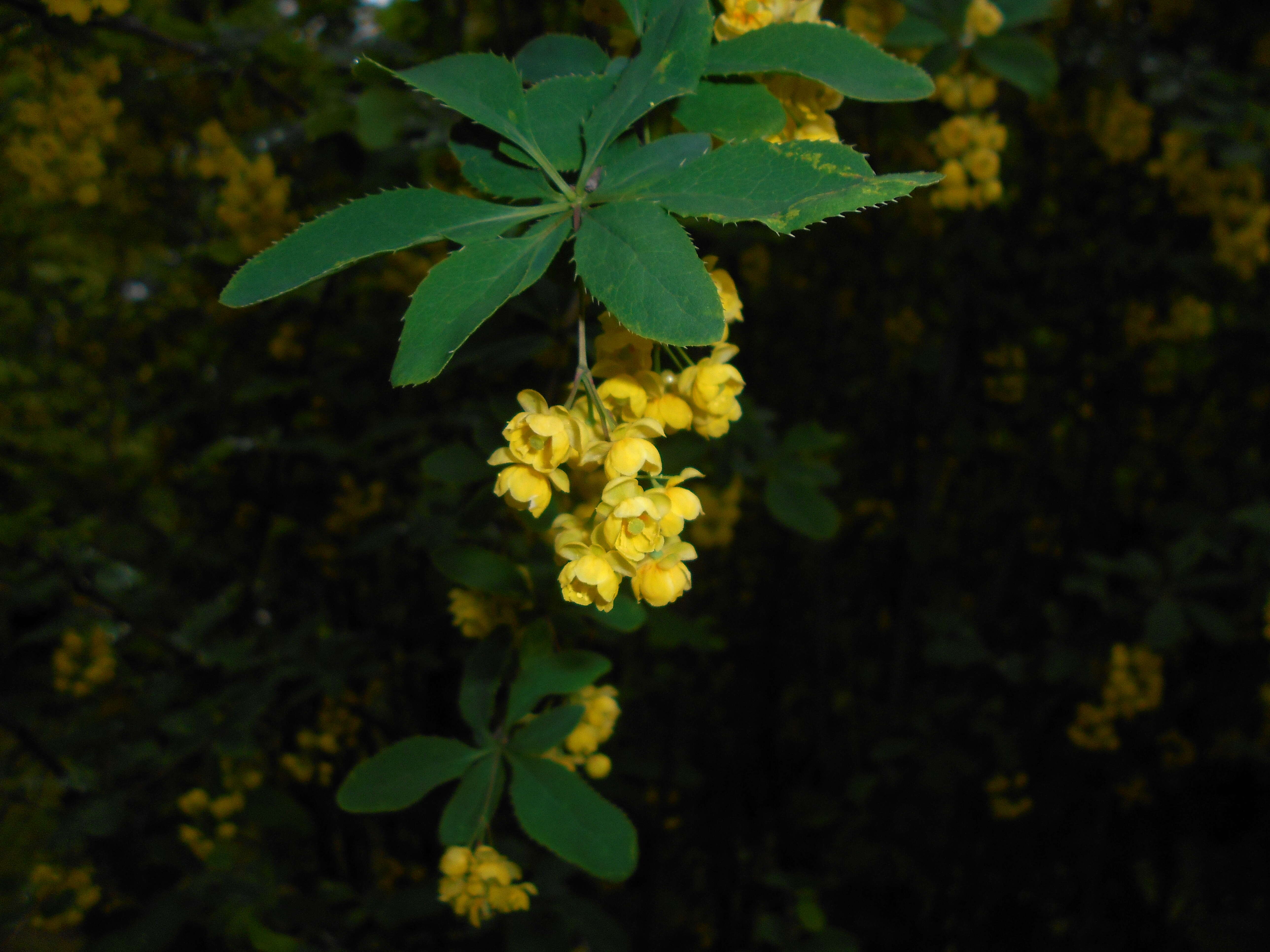 Image de Berberis lycium Royle