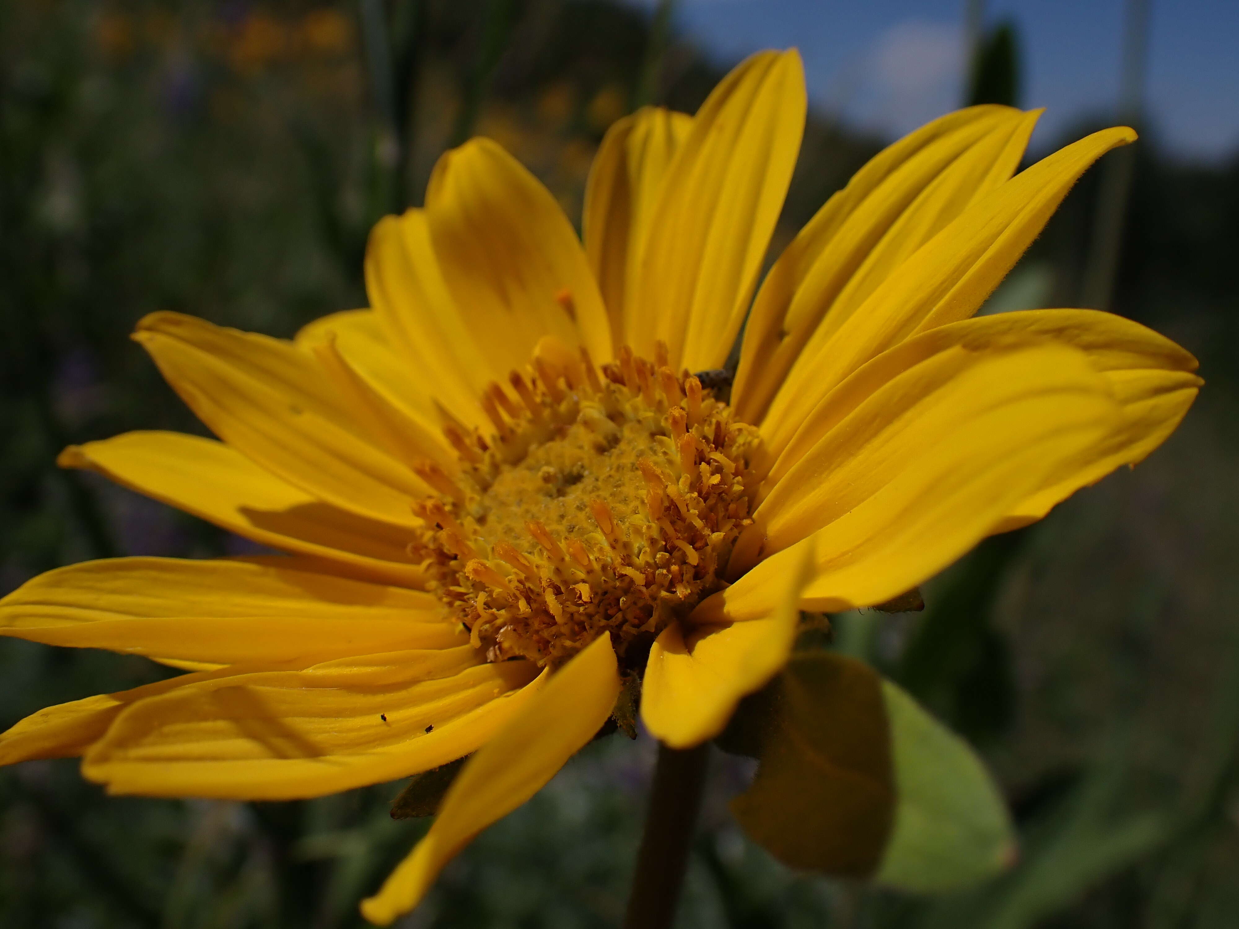 Sivun Helianthella uniflora (Nutt.) Torr. & A. Gray kuva