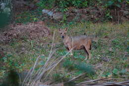 Image of golden jackal