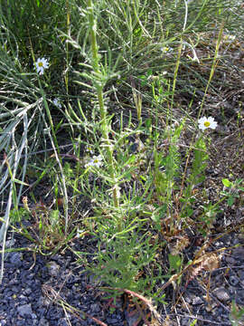 Plancia ëd Crupina crupinastrum (Moris) Vis.