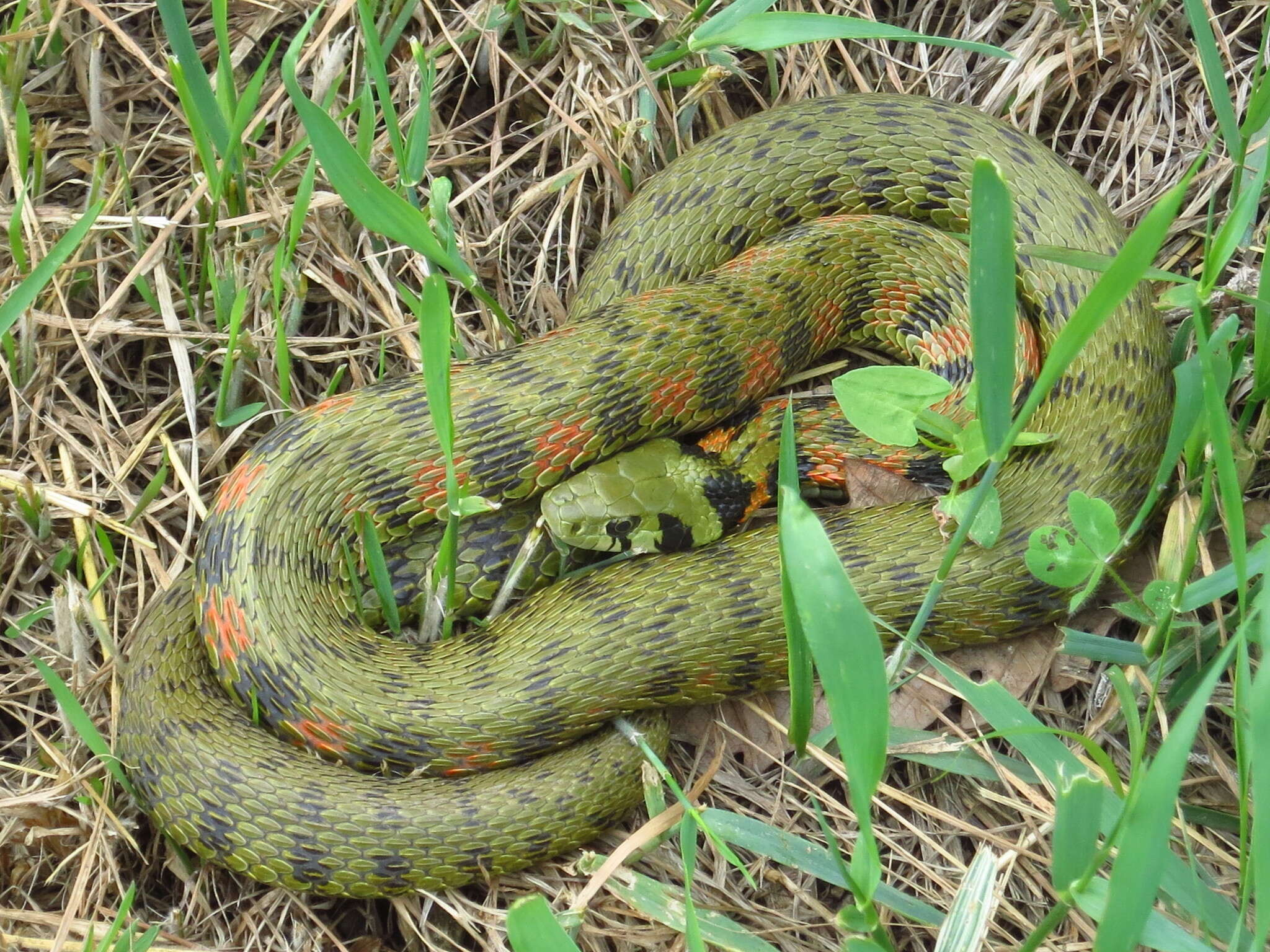 Image de Rhabdophis tigrinus (F. Boie 1826)