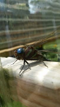 Image of Swamp Darner