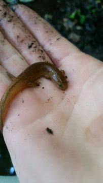 Image of Northern red salamander
