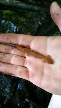 Image of Northern red salamander