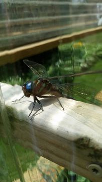 Image of Swamp Darner