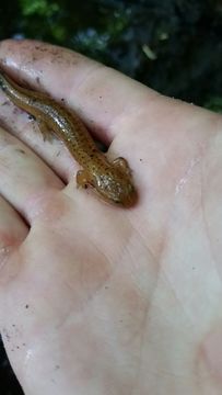 Image of Northern red salamander
