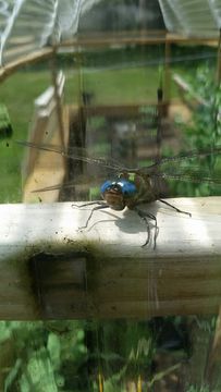 Image of Swamp Darner