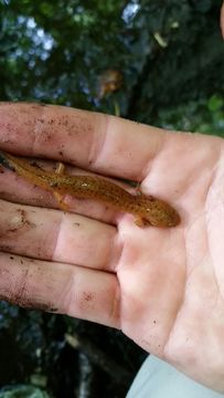Image of Northern red salamander