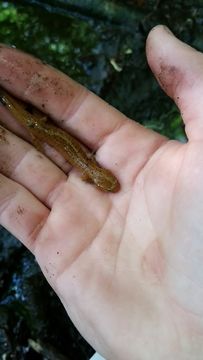 Image of Northern red salamander