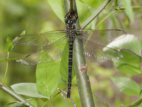 18.https www inaturalist org photos 3920694.580x360