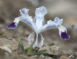 Imagem de Iris stenophylla Hausskn. ex Baker