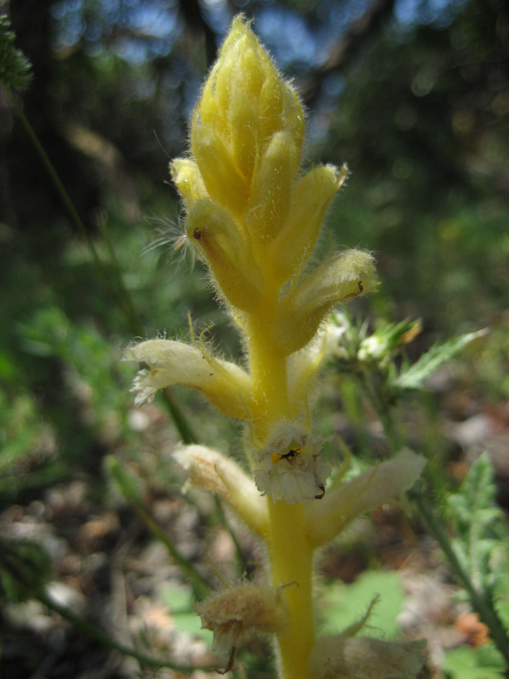 Image of Orobanche pubescens Dum.-Urville