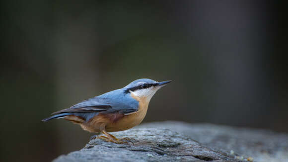 Image of Eurasian Nuthatch