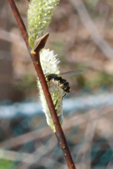 Image of Helophilus fasciatus Walker 1849