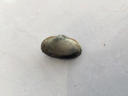 Image of Soft shelled clam