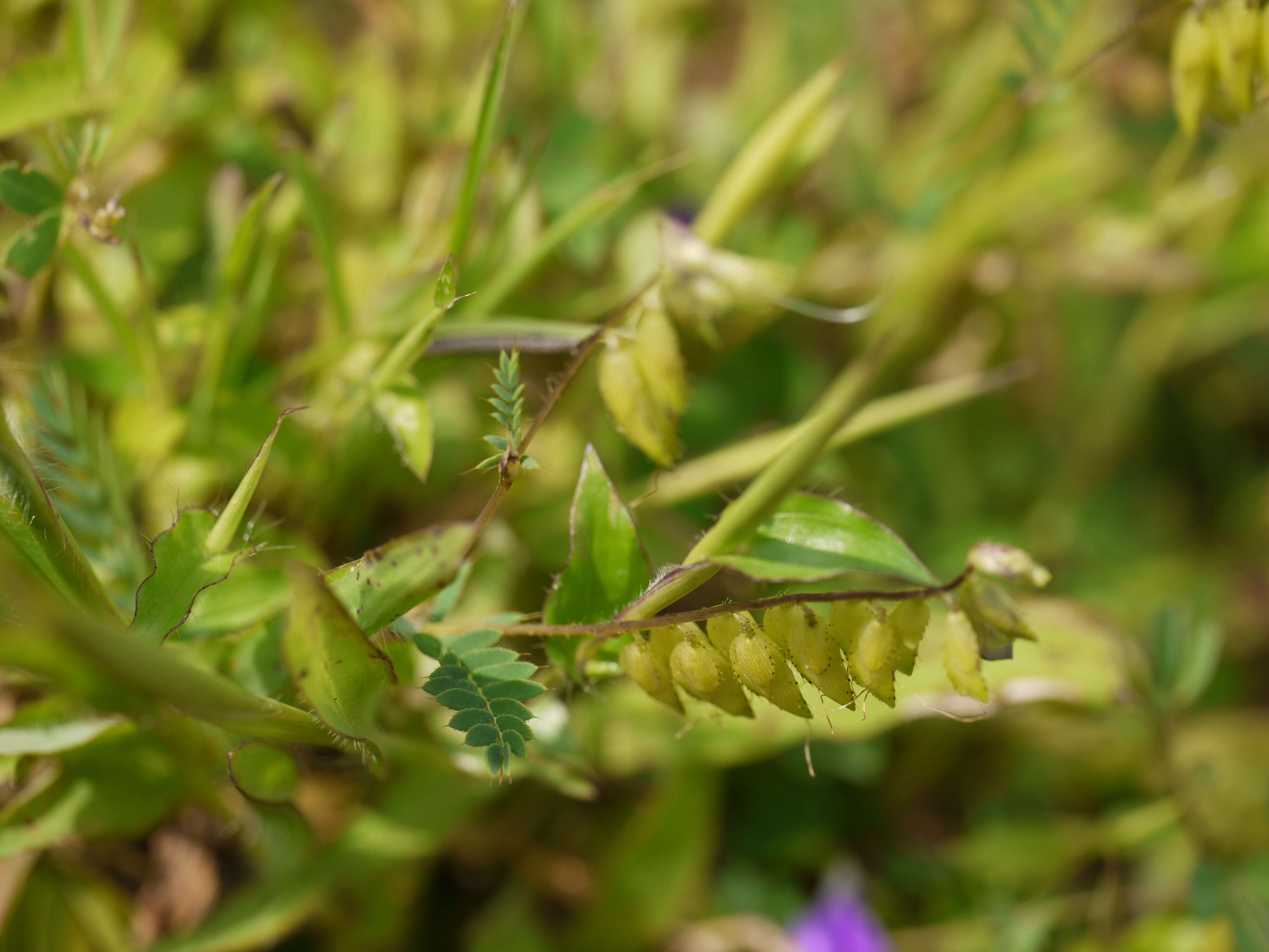 Слика од Smithia purpurea Hook.