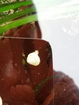 Image of channeled topsnail