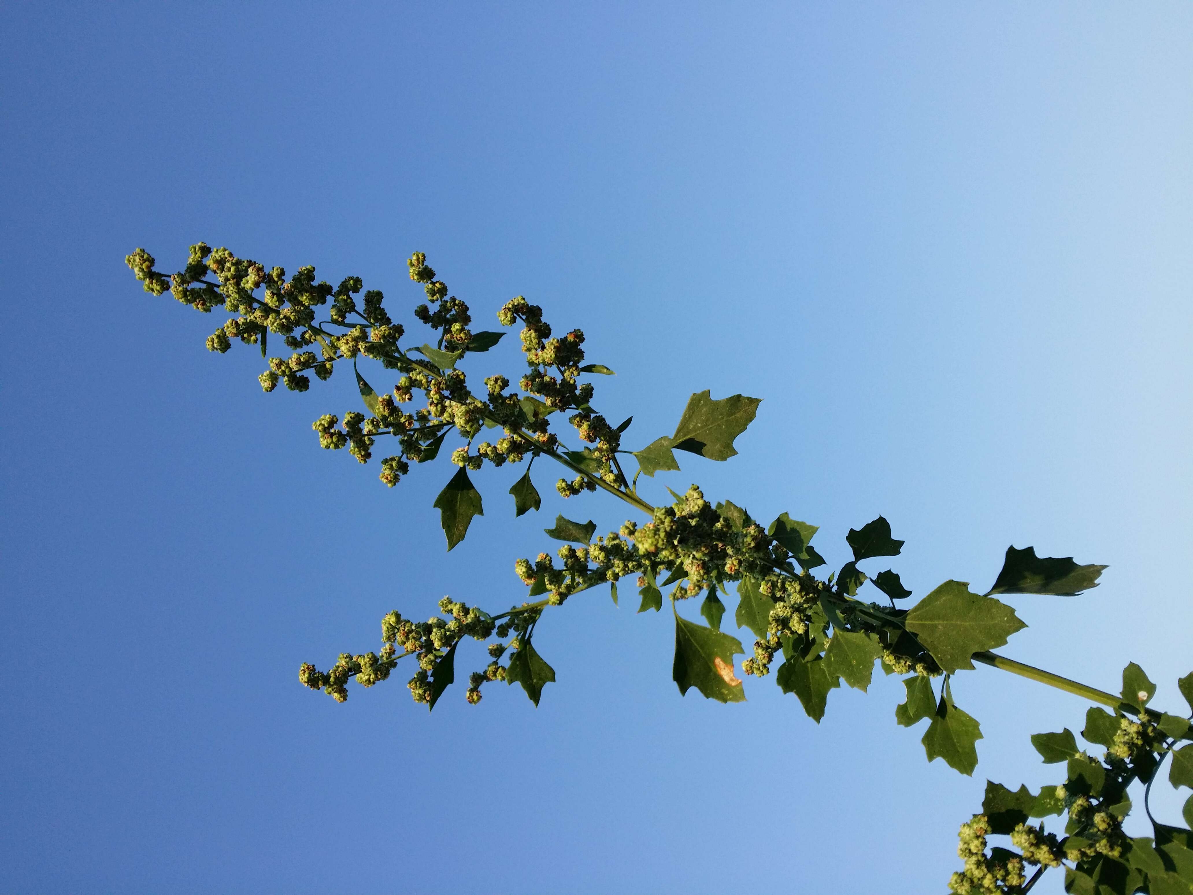 Plancia ëd Chenopodium opulifolium Schrader