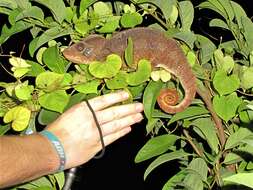 Image of Malagasy Giant Chameleon