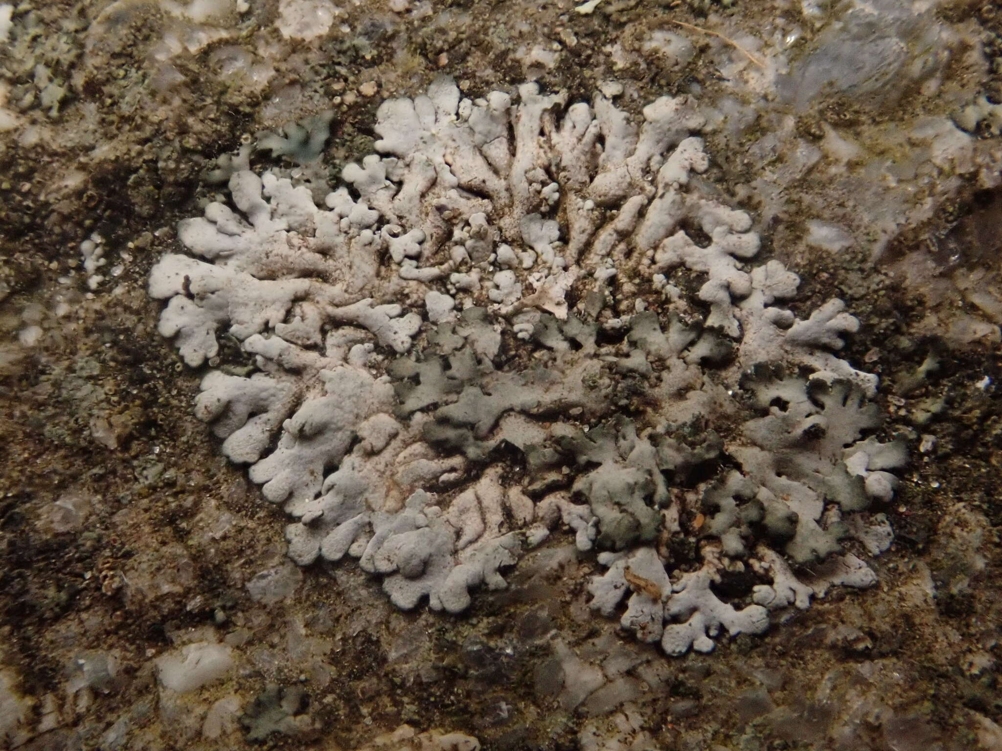 Image of Blue-gray rosette lichen