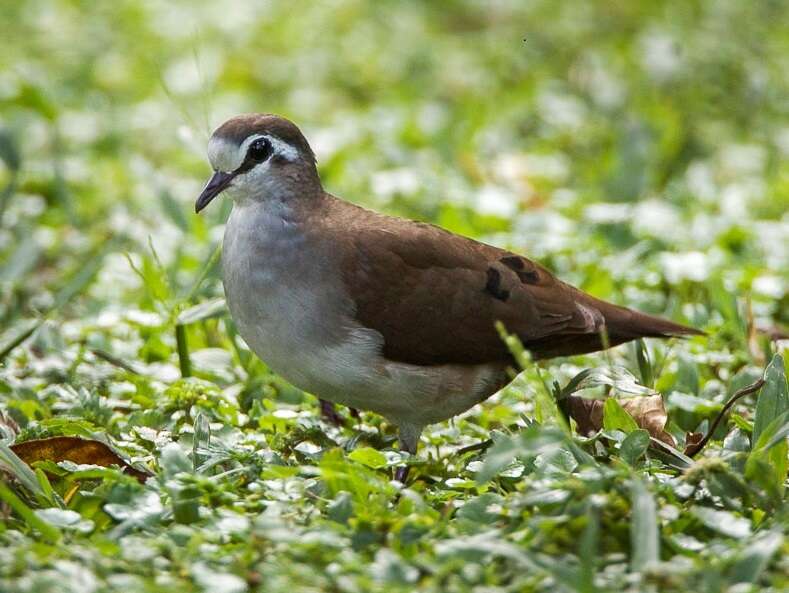 Image of Tambourine Dove