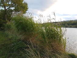 Слика од Miscanthus sacchariflorus (Maxim.) Benth. & Hook. fil. ex Franch.