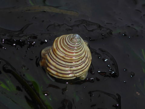 Image of channeled topsnail
