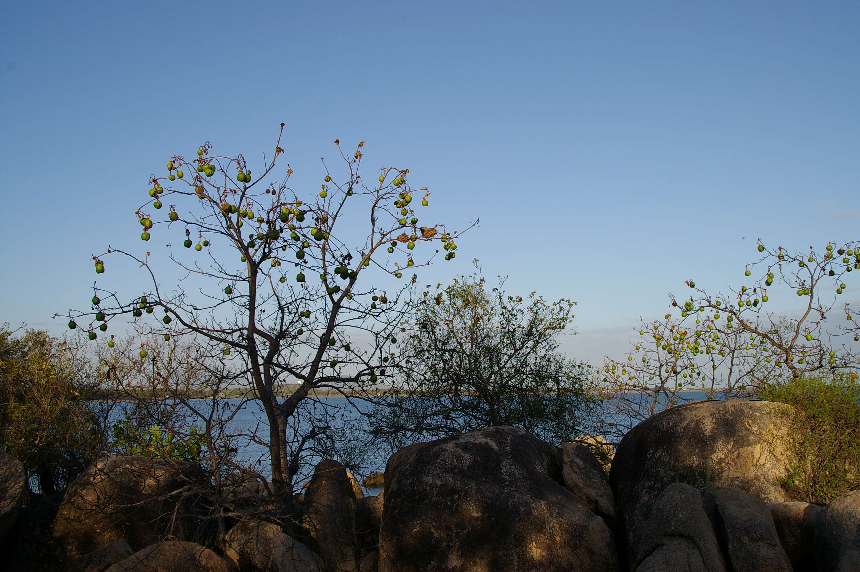 Image de Cochlospermum gillivraei Benth.