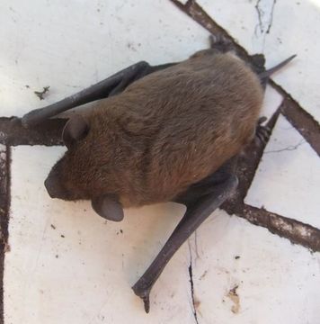 Image of <i><i>Molossops</i></i> (Molossops) <i>neglectus</i> Williams & Genoways 1980