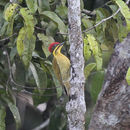 Image of Golden-green Woodpecker