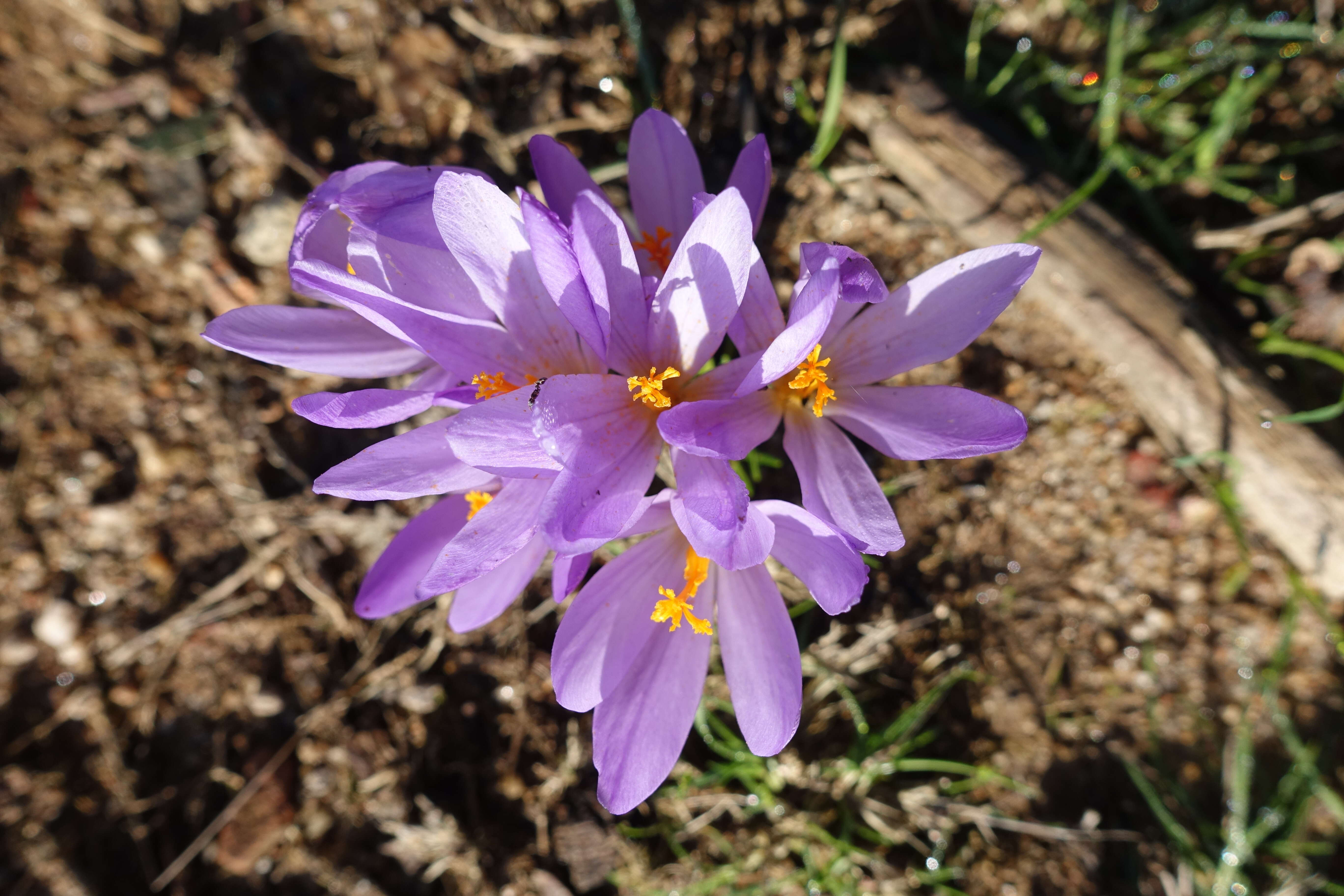 Image of Colchicum lusitanum Brot.