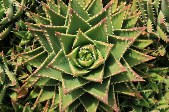 Image of Aloe × nobilis