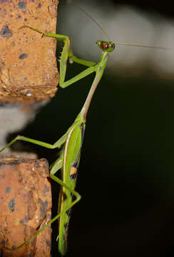 Image of African praying mantis