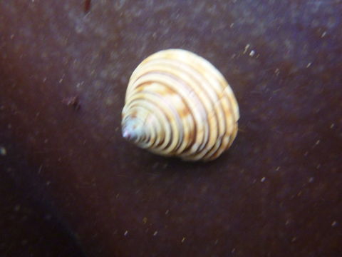 Image of channeled topsnail