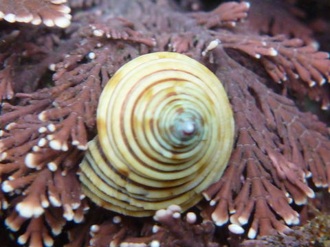 18.https www inaturalist org photos 3931979.580x360