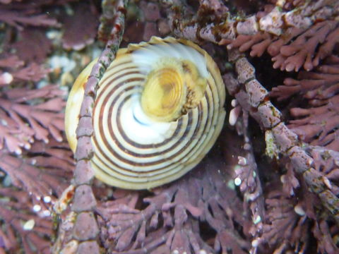 Image of channeled topsnail