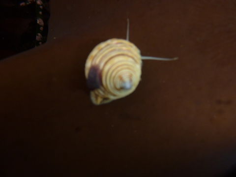 Image of channeled topsnail