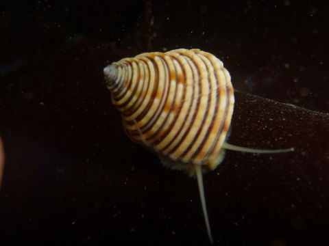 Image of channeled topsnail