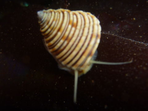 Image of channeled topsnail