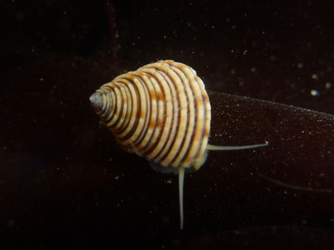 Image of channeled topsnail