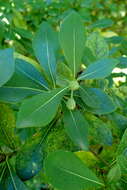 Image of Pittosporum heterophyllum Franch.