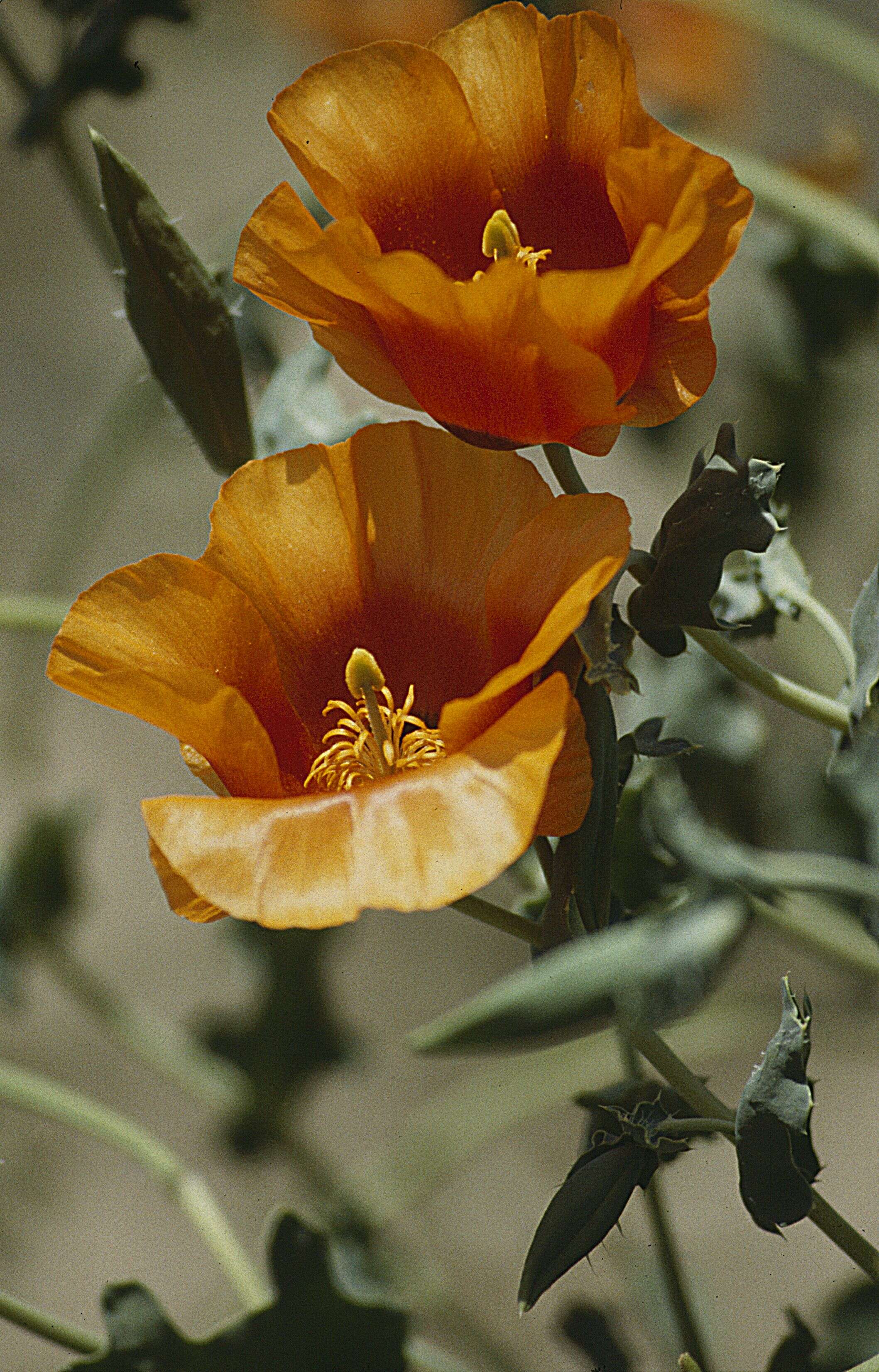 Image of Glaucium grandiflorum Boiss. & Huet