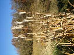 Слика од Miscanthus sacchariflorus (Maxim.) Benth. & Hook. fil. ex Franch.