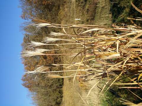 Слика од Miscanthus sacchariflorus (Maxim.) Benth. & Hook. fil. ex Franch.