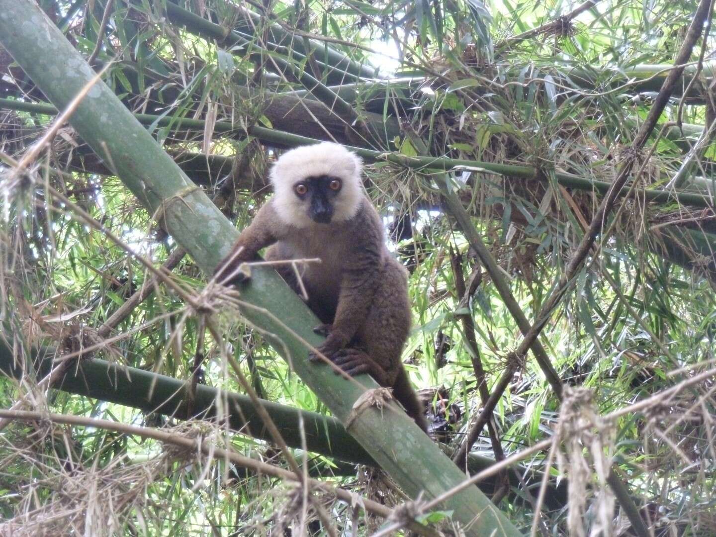 Image of White-fronted Brown Lemur